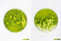Lia Giraud : Algae-graphies
