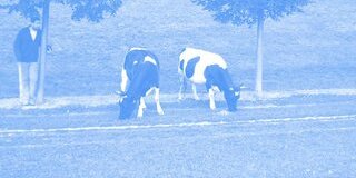 Téma La Vache