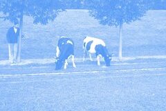 Téma La Vache