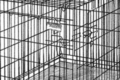 Célia Gondol : Cages